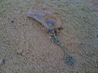 Ilandfluten Portugisisk örlogsman (Physalia) på stranden i Tarifa, Andalusien.