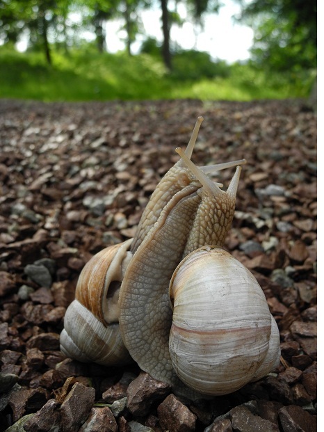 Snigeltango