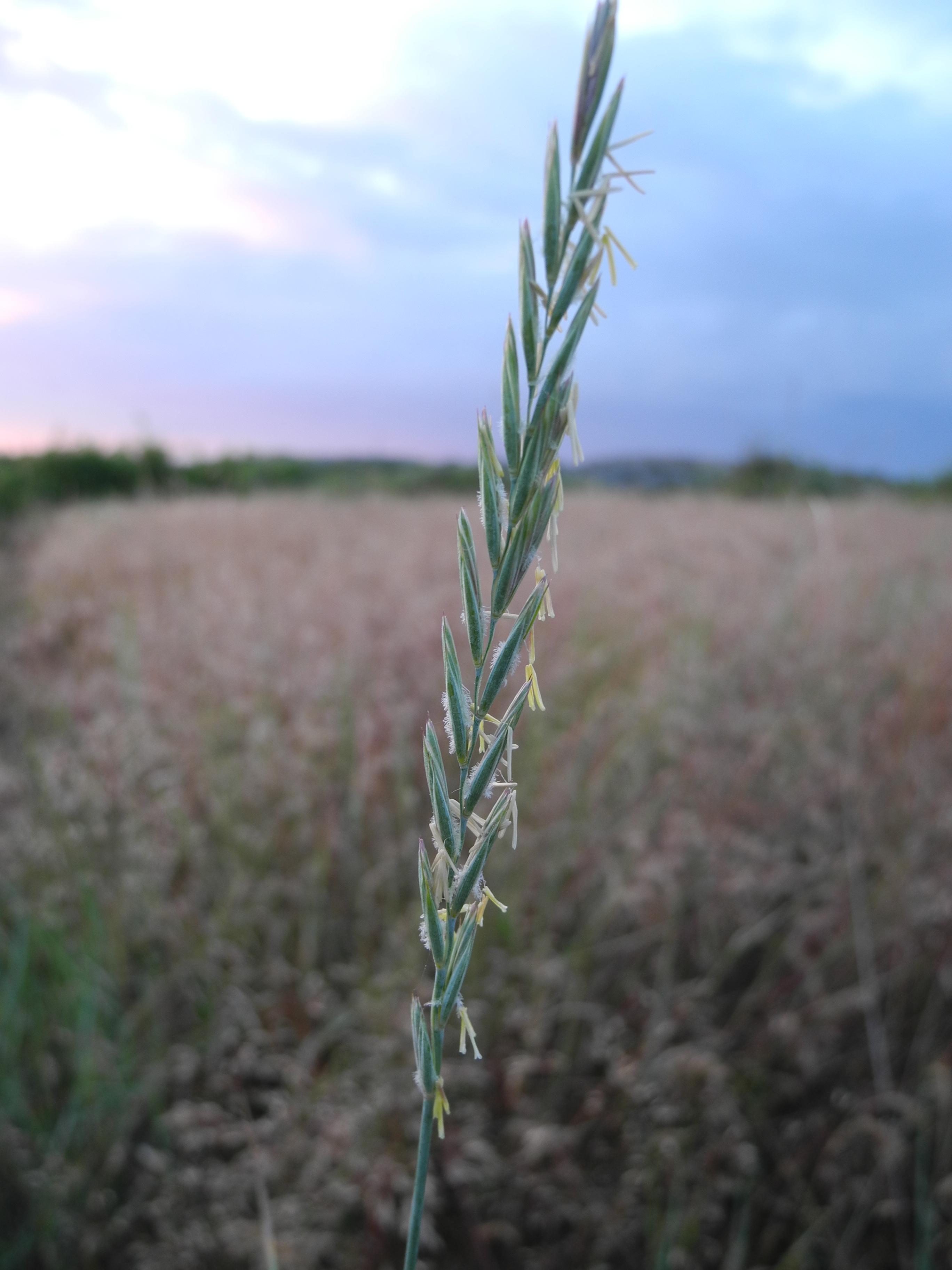 Пырей злаковый. Пырей. Пырей ползучий Agropyron repens. Пырей Колос. Пырей Луговой.