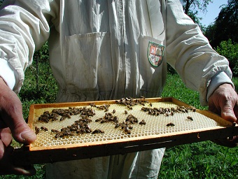 Den här vaxkakan har bina tillverkat. Undersidan av ramen ser likadan ut. Cellerna lutar lite grand så att honungen inte rinner ut.;. Bilden hämtad från http://upload.wikimedia.org/wikipedia/commons/3/39/Imker.jpg
